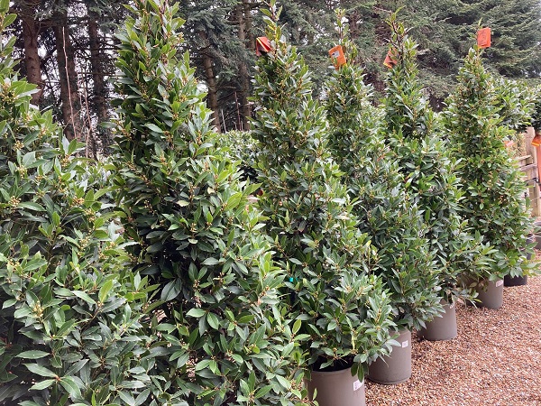 Bay trees online in pots